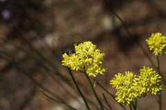 Glischrocaryon aureum