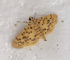 Conogethes punctiferalis