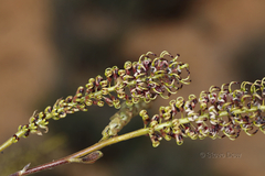 Grevillea eryngioides