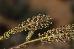 Grevillea eryngioides