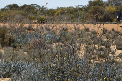 Grevillea eryngioides