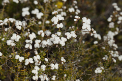 Dicrastylis globiflora