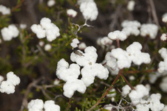 Dicrastylis globiflora