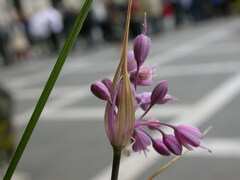 Allium carinatum pulchellum