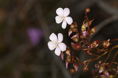 Drosera eremaea