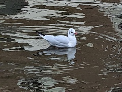 Chroicocephalus ridibundus