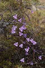 Thysanotus manglesianus