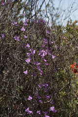 Thysanotus manglesianus