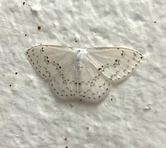 Teldenia specca