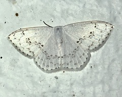Teldenia specca
