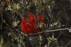 Melaleuca fulgens