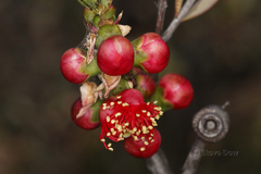 Melaleuca fulgens