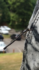 Austroargiolestes calcaris