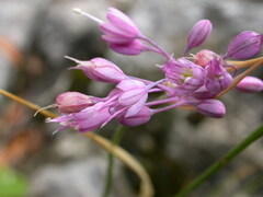 Allium carinatum pulchellum
