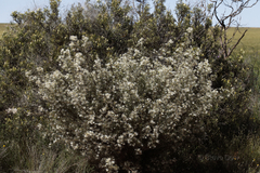 Grevillea paniculata