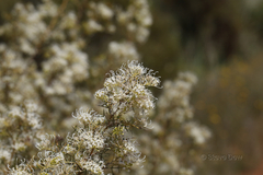 Grevillea paniculata