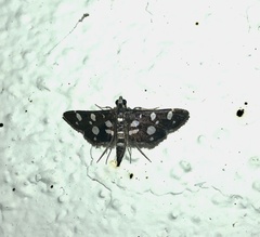 Bocchoris inspersalis