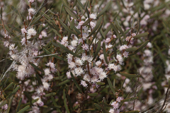 Hakea erecta