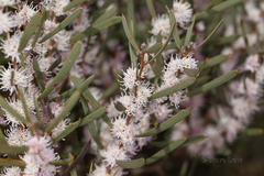 Hakea erecta