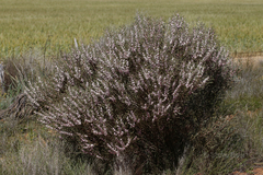 Hakea erecta