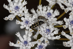 Castiarina crocicolor