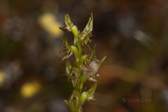 Prasophyllum gracile