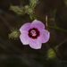 Hibiscus drummondii - Photo (c) Steve Dew, algunos derechos reservados (CC BY-NC), subido por Steve Dew