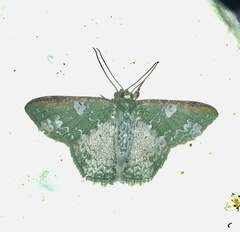 Eucyclodes rufimargo