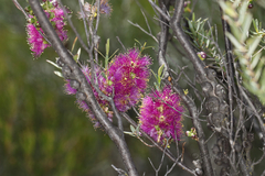 Melaleuca fulgens