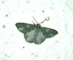 Eucyclodes rufimargo