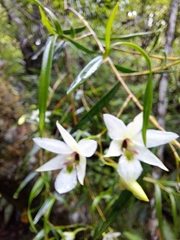 Dendrobium cunninghamii