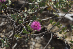 Melaleuca conothamnoides