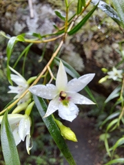 Dendrobium cunninghamii