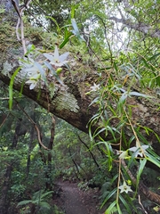 Dendrobium cunninghamii