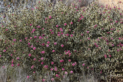 Melaleuca conothamnoides