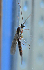 Tromatobia lineatoria