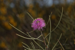 Melaleuca filifolia