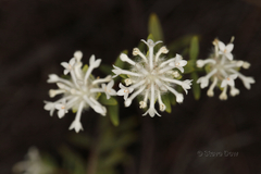 Pimelea angustifolia