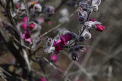 Dasymalla terminalis