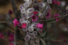 Dasymalla terminalis