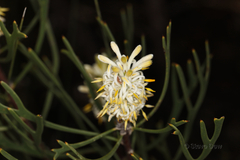 Petrophile pauciflora