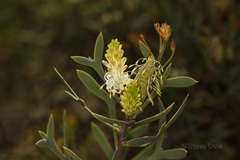 Petrophile shuttleworthiana