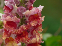 Antirrhinum majus