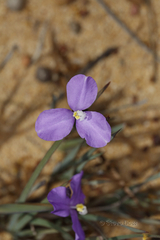 Patersonia occidentalis