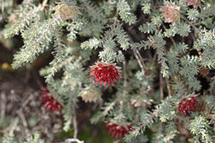 Darwinia purpurea