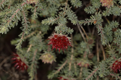 Darwinia purpurea