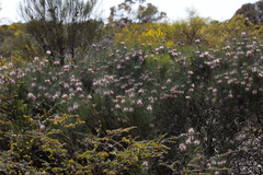 Isopogon divergens