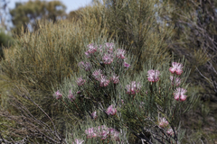 Isopogon divergens