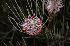Isopogon divergens