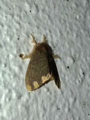 Orvasca subnotata